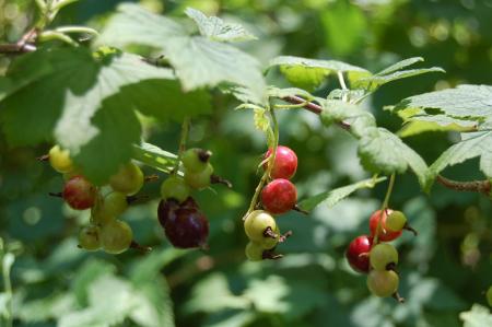 Wild Currant