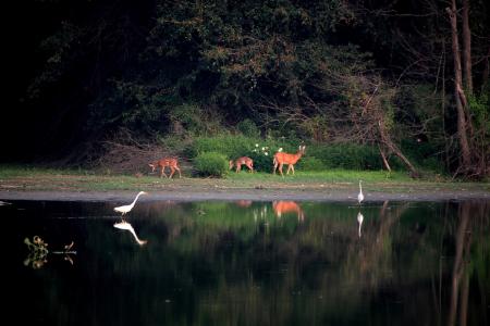 Wild Deers