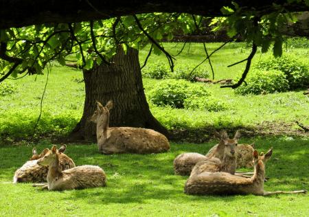 Wild Deers