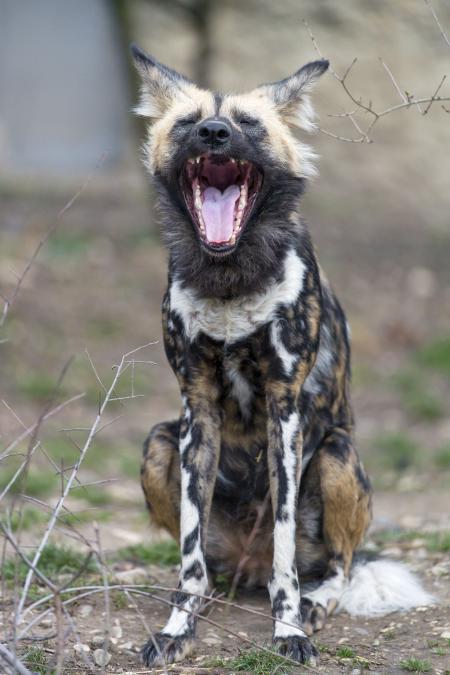 Wild Dog