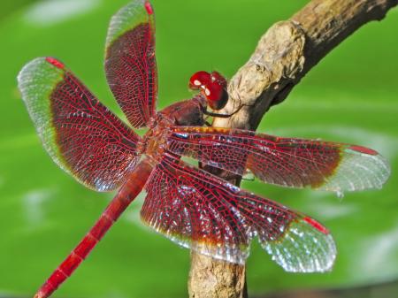 Wild Dragonfly