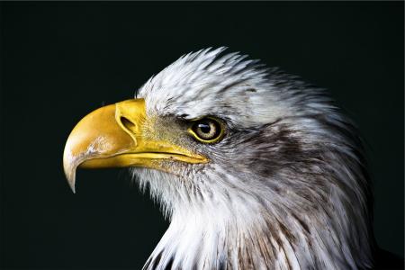 Wild Eagle