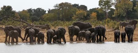 Wild Elephants