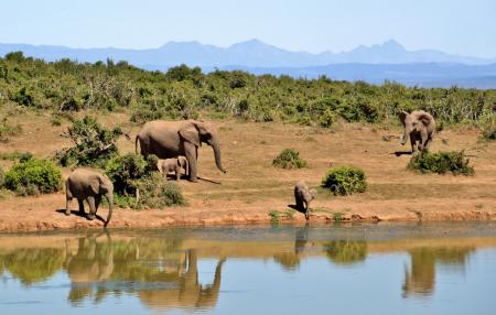 Wild Elephants