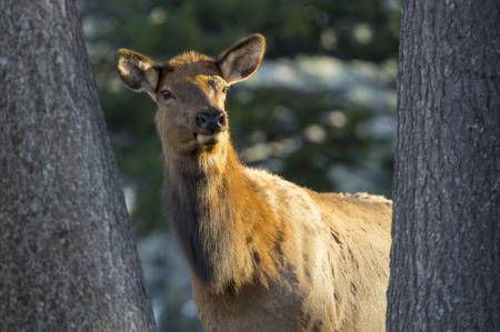 Wild Elk