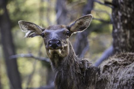 Wild Elk