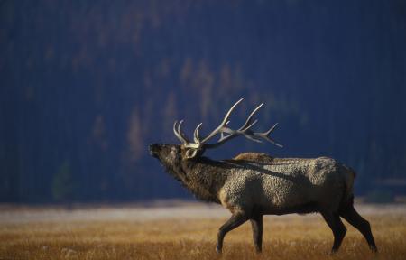 Wild Elk