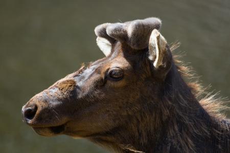 Wild Elk