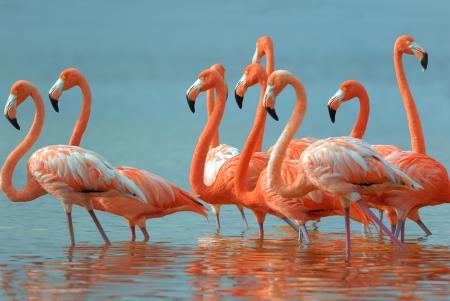 Wild Flamingo