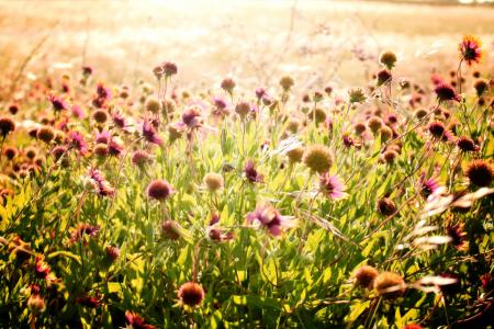 Wild Flower Field