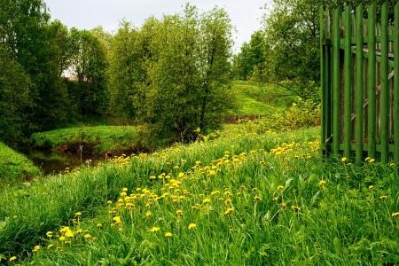 Wild Flowers