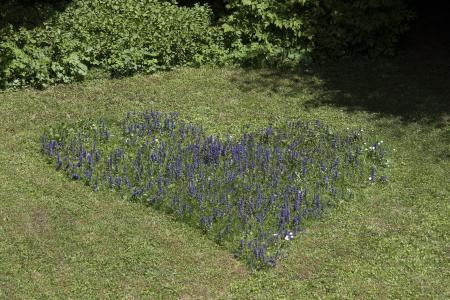 Wild Flowers