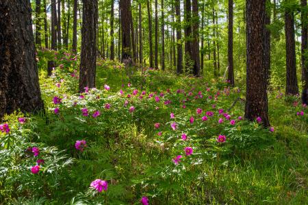 Wild Flowers