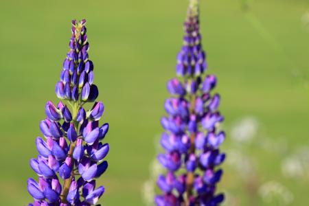 Wild Flowers