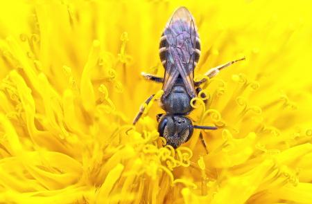 Wild fly on the Flower