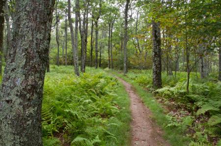 Wild Forest