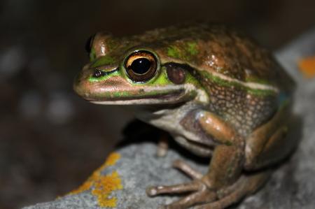 Wild Frog