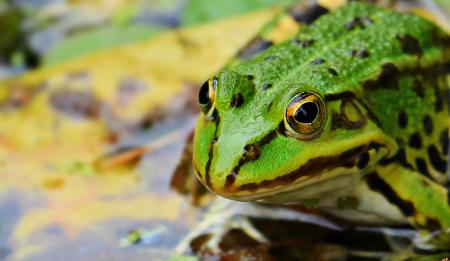 Wild Frog