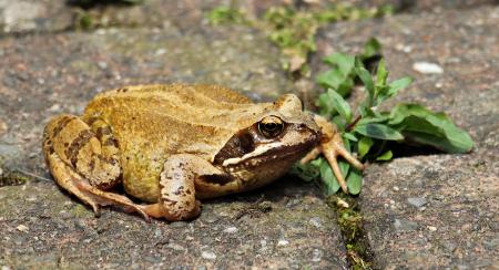 Wild Frog