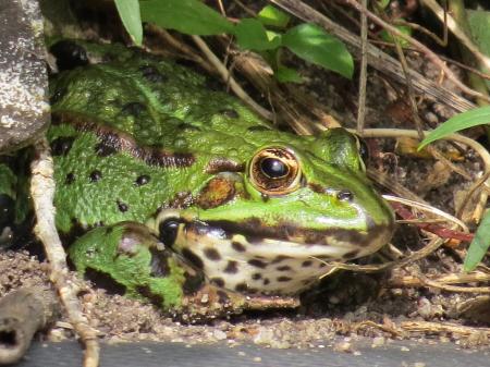 Wild Frog