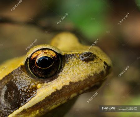 Wild Frog Closeup