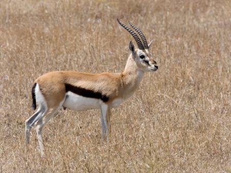 Wild Gazelles