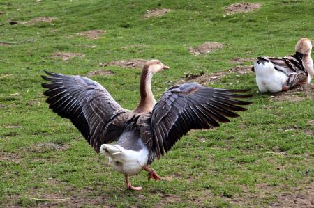 Wild Geese