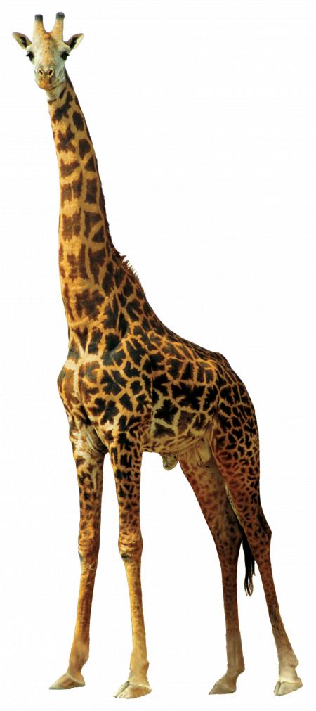 Wild Giraffe