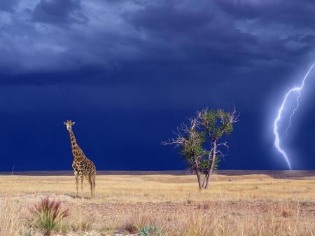 Wild Giraffe