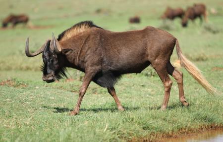 Wild Gnu