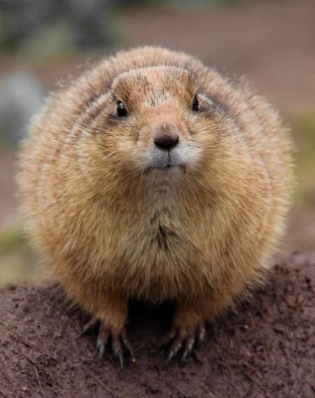 Wild Gopher