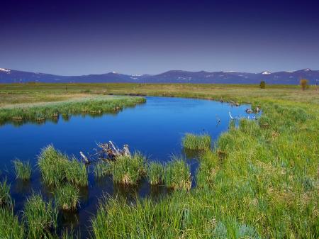 Wild Grass