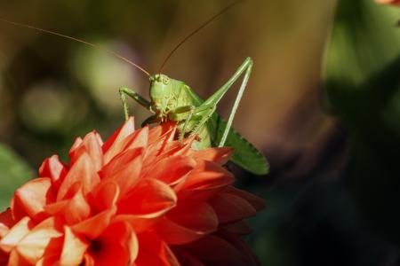 Wild Grasshopper