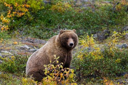 Wild Grizzly Bear