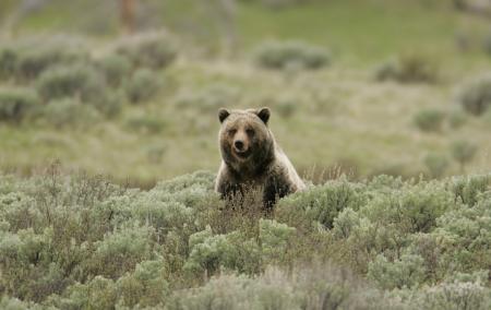 Wild Grizzly Bear