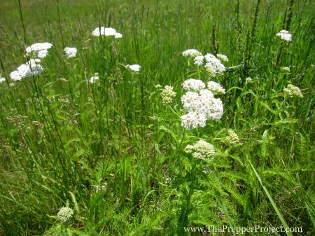 Wild Herbs