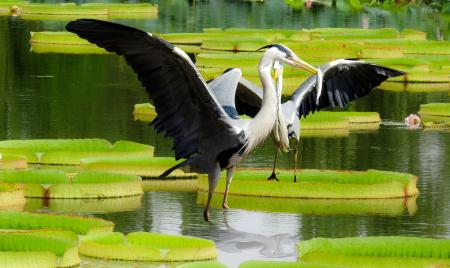 Wild Heron