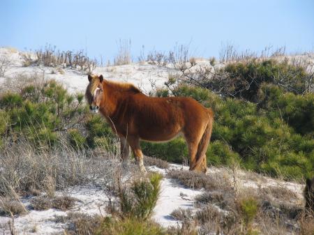 Wild Horse