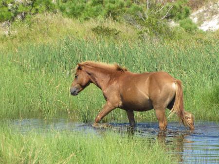 Wild Horse