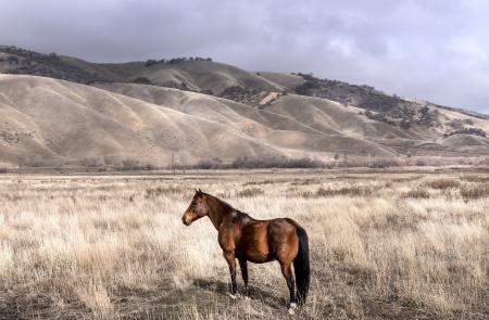 Wild Horse