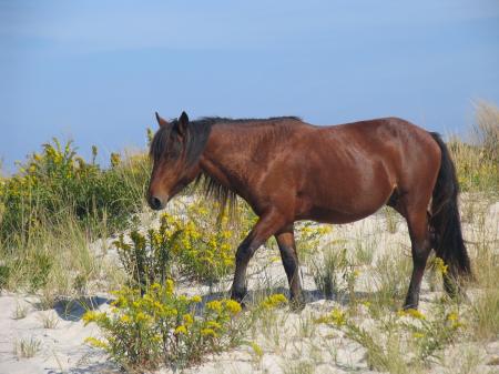 Wild Horse