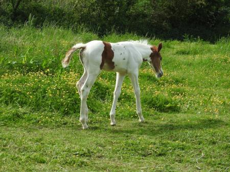 Wild Horse