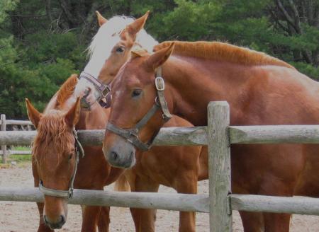 Wild Horses