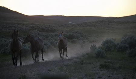 Wild Horses