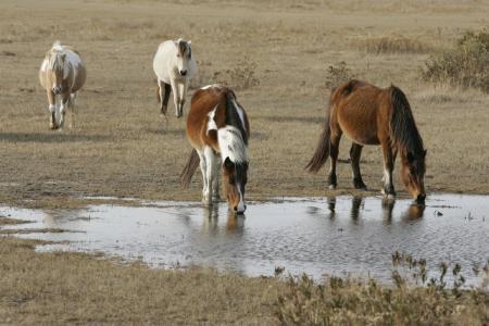 Wild Horses