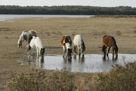 Wild Horses