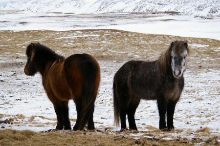 Wild Horses