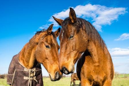 Wild Horses