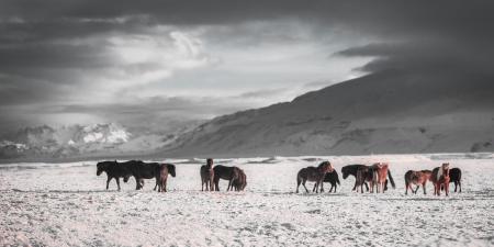 Wild Horses