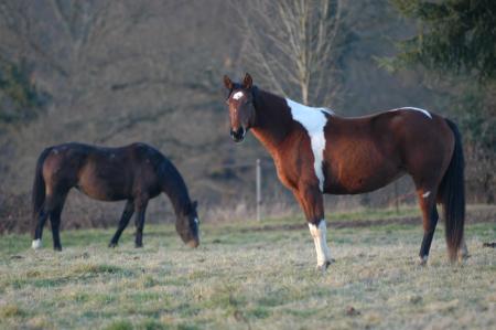 Wild Horses